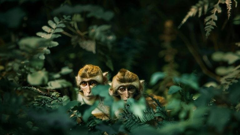 La Montagne des singes en Alsace