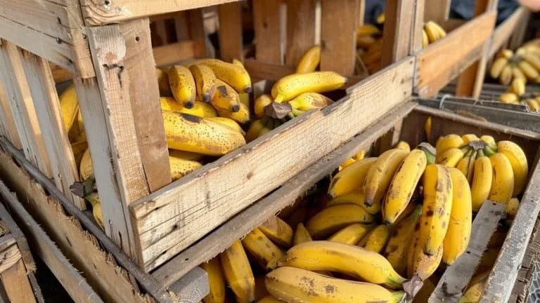 Comment la cocaïne s'est-elle retrouvée cachée dans des bananes en Alsace ? Découvrez le récit complet de cette incroyable saisie !